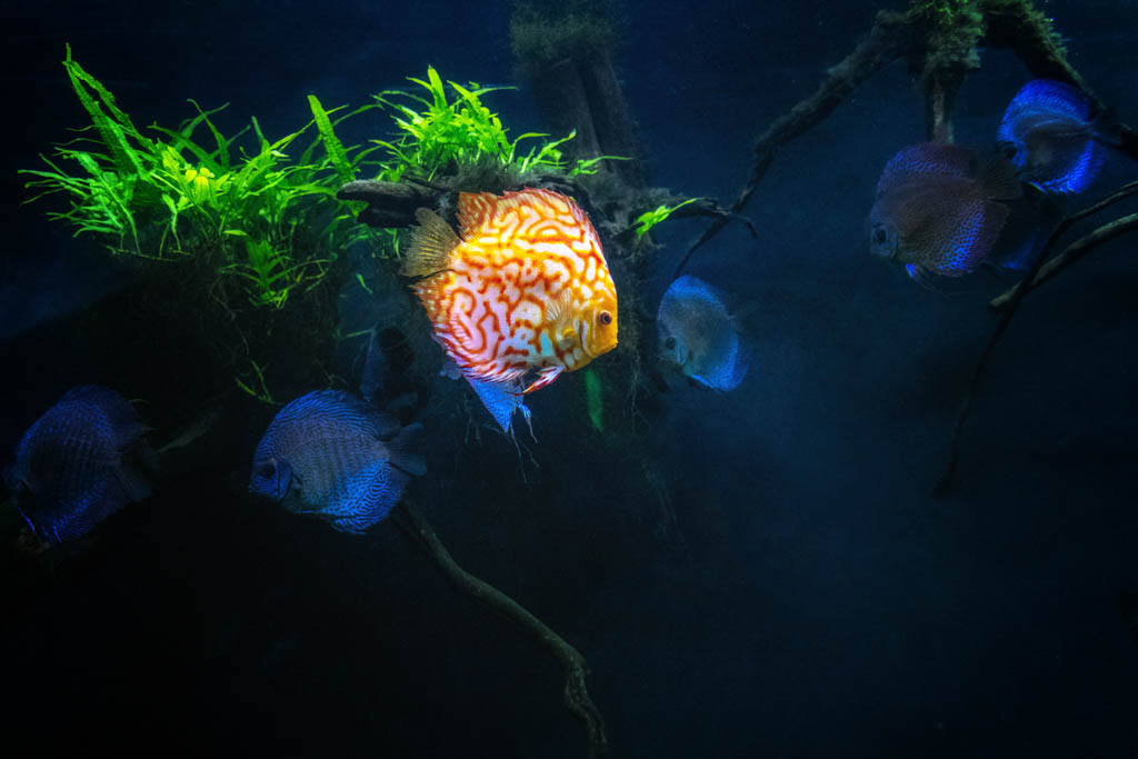 Nature In Class B By Sandy O'Hare For Going My Way JAN-2019.jpg